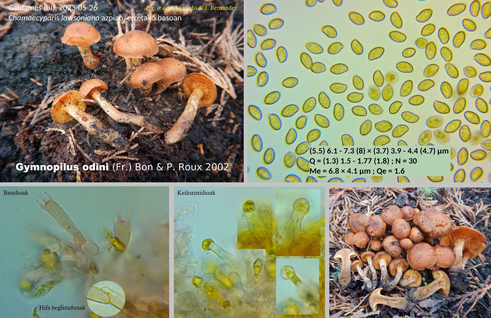 Microscopía de Gymnopilus odini
